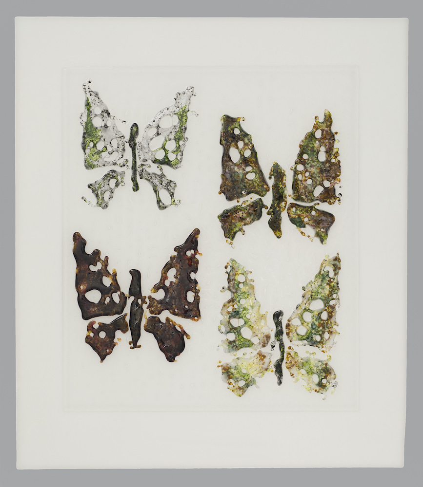 Darwin's moths, still evolving